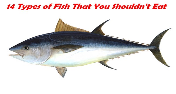 14 Types of Fish That You Shouldn't Eat