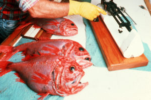 ORANGE ROUGHY