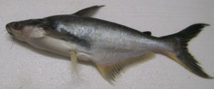 Pangasius