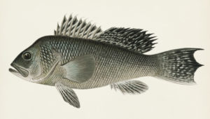 Sea Bass