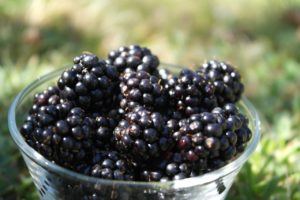 blackberry fruit