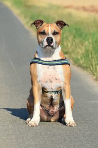 American Staffordshire Terrier