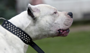 Argentinean Mastiff