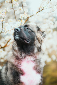 Caucasian Shepherd