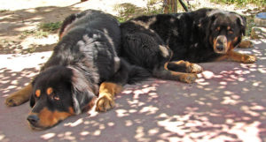 Tibetan Mastiff