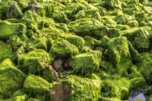 algae cancer