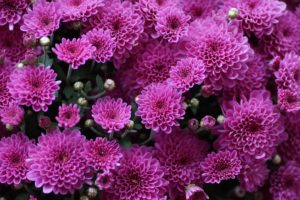 The Chrysanthemum