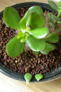 The Crassula