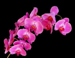 The Orchid