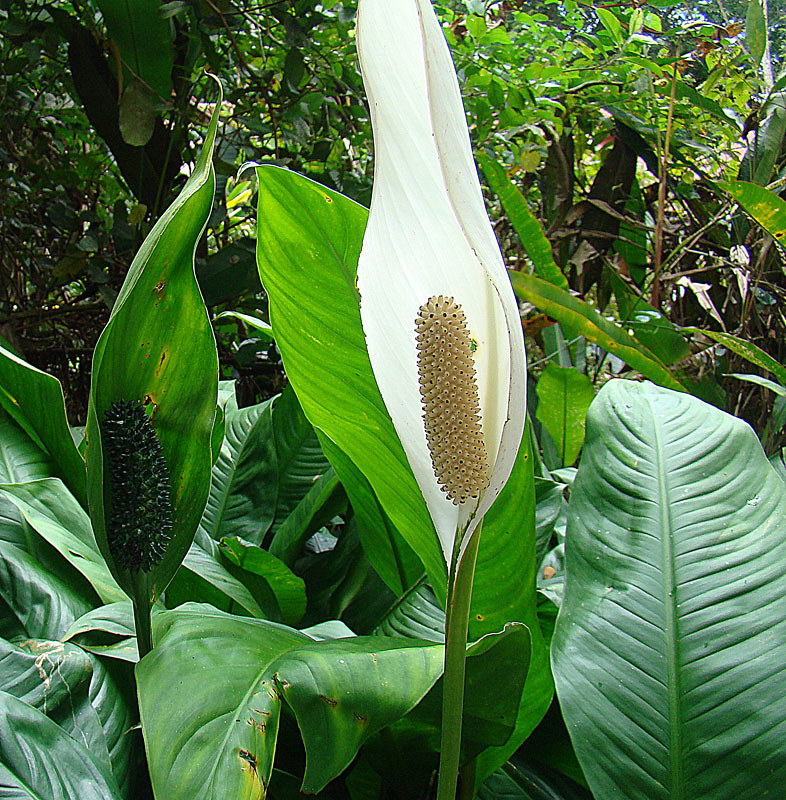 The Peace Lily