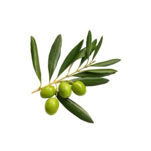 olive leaf