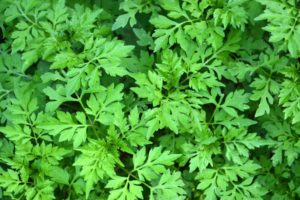 parsley leaves remove tartar plaque