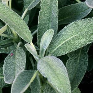 sage antibiotics