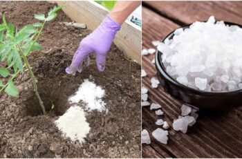 15 ways Epsom salt can help your garden grow better