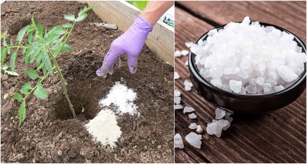 15 ways Epsom salt can help your garden grow better