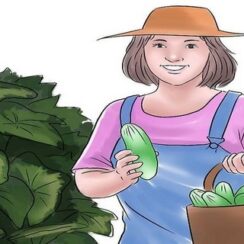 Top 10 Tips on Growing Cucumbers in The Home Garden