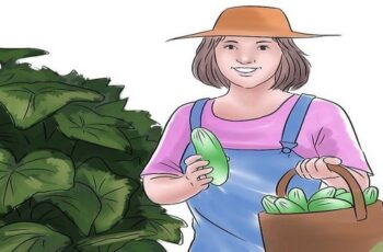 Top 10 Tips on Growing Cucumbers in The Home Garden