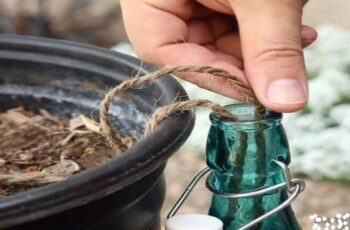 10 Home Tricks For Watering Your Plants While You’re Away !