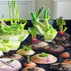 10 Plants You Can Regrow From Kitchen Scraps