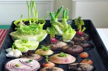 10 Plants You Can Regrow From Kitchen Scraps