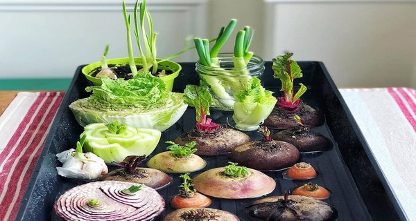 10 Plants You Can Regrow From Kitchen Scraps