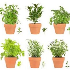 12 Best Herbs to Grow Indoors All Year Round