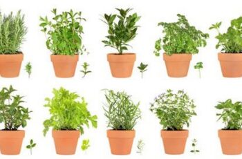 12 Best Herbs to Grow Indoors All Year Round