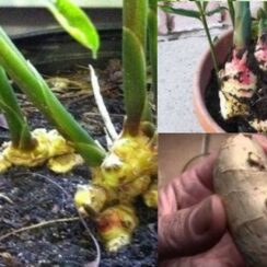 GROW GINGER