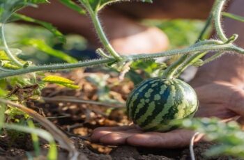 grow watermelon