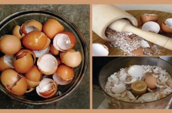 12 Genius Ideas for Using Eggshells in the Garden