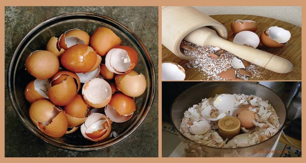 15 Fantastic Ways to Use Eggshells in the Garden