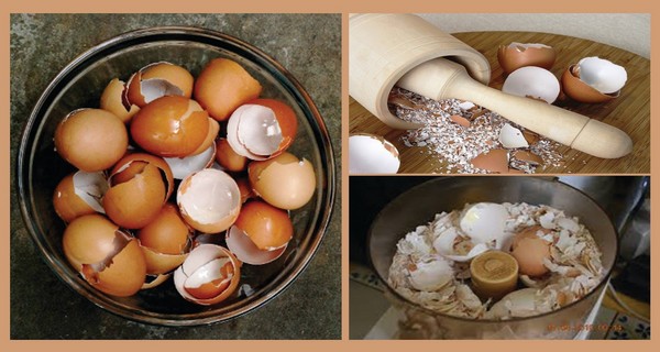 12 Genius Ideas for Using Eggshells in the Garden