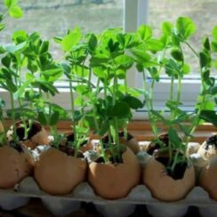 12 Genius Ideas for Using Eggshells in the Garden