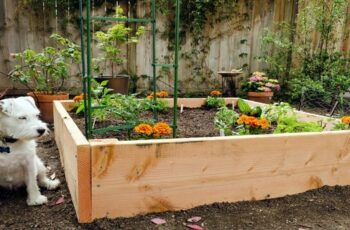 14 Original Ideas on How to Start a Budget Vegetable Garden in Less than $9