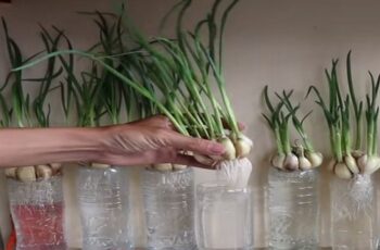 Stop Buying Garlic. Here's How to Grow Endless Amounts of Garlic at Home