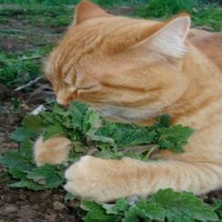 10 tips to keep cats away from your plants