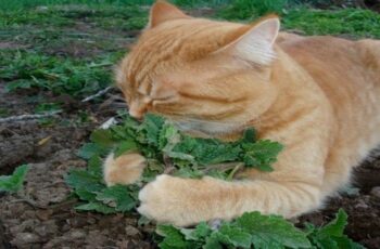 10 tips to keep cats away from your plants
