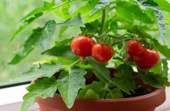 20 EASY Vegetables to Grow in Pots for Beginners
