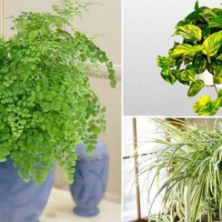 24 Plants That You Can Grow In Your Garden WITHOUT WATER