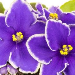 7 Secrets to Keep Your African Violet Blooming All Year Long