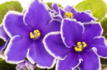 7 Secrets to Keep Your African Violet Blooming All Year Long