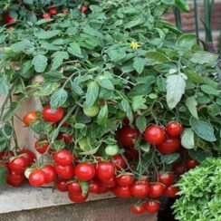 Most Common Mistakes You Must Avoid When Growing Tomatoes in a Pot