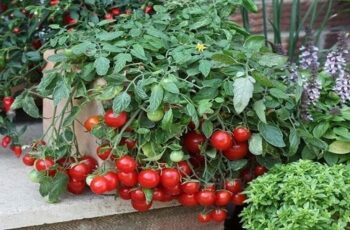 Most Common Mistakes You Must Avoid When Growing Tomatoes in a Pot