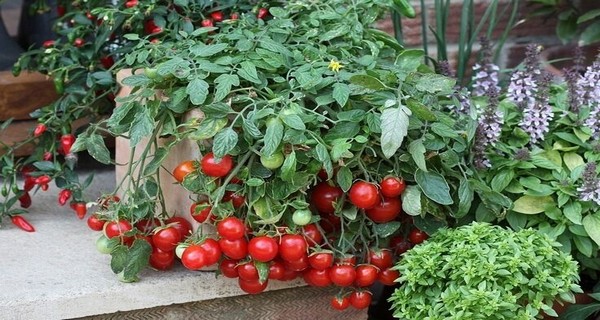 Most Common Mistakes You Must Avoid When Growing Tomatoes in a Pot