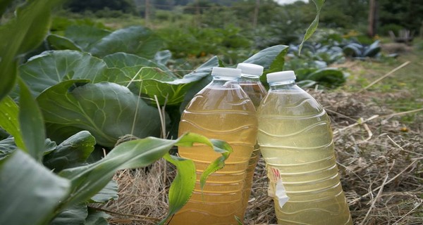 14 Organic Liquid Fertilizers You Can Make Easily At Home!