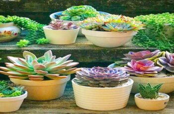 17 Easy Flowering Succulents to Plant Indoors