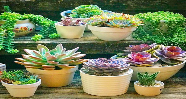 17 Easy Flowering Succulents to Plant Indoors