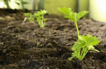 26 Vegetables To Grow In The Shade