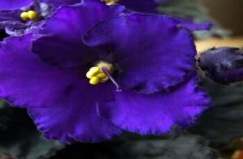 African violet – the Most Beautiful Flower Everyone Should Have in Their Yard