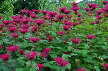 Bee Balm